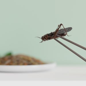 Imagen destacada de Comer insectos ya no es cosa de valientes…🐌​