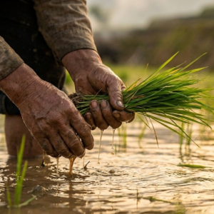 Imagen destacada de De problema a oportunidad: la paja de arroz